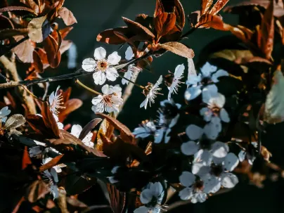 Kineko Kasino Mobilní aplikace